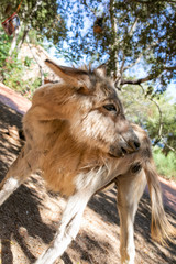 Fototapeta premium Donkeys