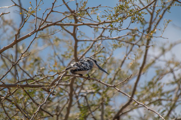 Fototapeta na wymiar Pied Kingfisher at chobe riverfront, Namibia, Africa