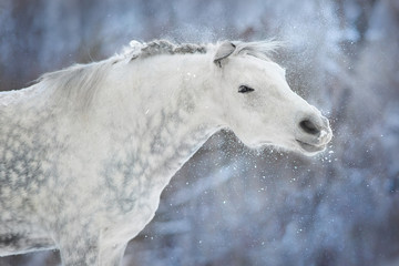 Grey horse portrait at winter day
