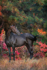 Black stallion close up portrait in autumn forest with red and orange trees