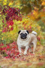 Mops portrait close up in autumn beautiful   park