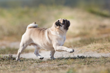 Fototapeta premium Mops run fast in fall field