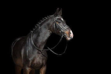 Fototapeta premium Horse portrait in bridle isolated on black background