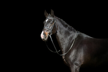 Obraz premium Horse portrait in bridle isolated on black background