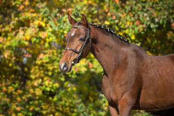 Obraz premium Bay horses in bridle against yellow autumn trees
