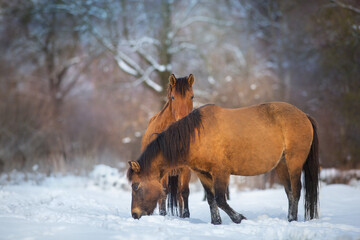 Horse herd in motion on winter snow landscape at sunset