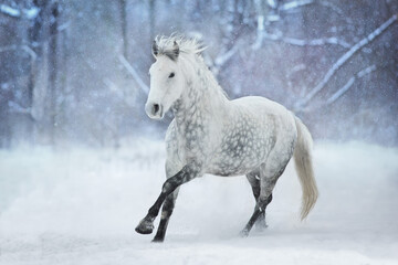 White stallion run in snow field