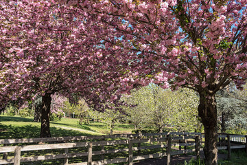 Naklejka premium Sakura cherry tree blooming in Rome