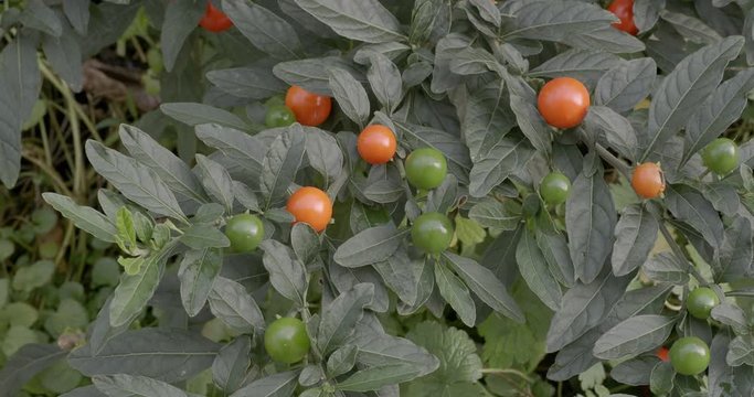 Solanum pseudocapsicum or Jerusalem cherry alsao called winter cherry