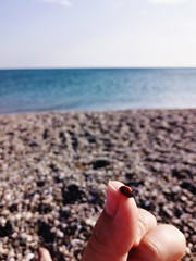 ladybug lands on finger of a hand at the sea, in a summer day, lucky charm. Ladybug on the hand against the sea. Selective focus