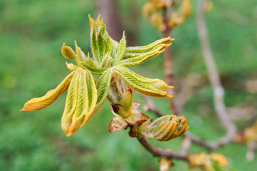 Spring sprout of chestnut. Young sprout of chestnut leaves.