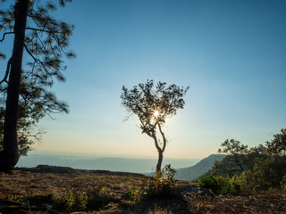 Fototapeta premium Mountain view and tree with blue sky at Phu Kra Dueng Loei Thailand