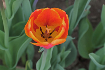 Tulpe