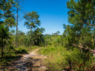 The road with forest and blue sky at Phu Kra Dueng mountain Loei Thailand