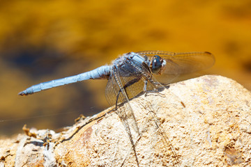 Blue dragonfly perched on a rock