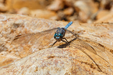 Blue dragonfly perched on a rock