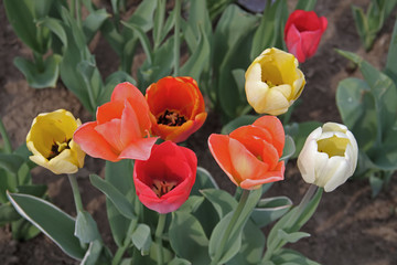 Tulpe
