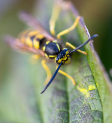 Portrait of a wasp on a green leaf