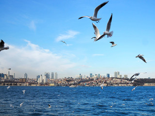 seagulls flying over sea in Istanbul Turkey