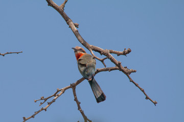 White fronted bee eater in a tree, Chobe riverfront, Namibia, Africa