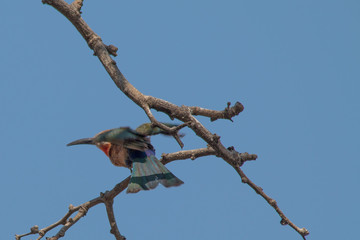 White fronted bee eater in a tree, Chobe riverfront, Namibia, Africa