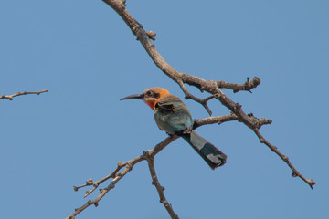 White fronted bee eater in a tree, Chobe riverfront, Namibia, Africa