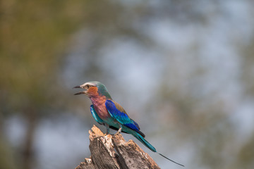 Lilac breasted roller on a branch, Chobe riverfront, Namibia