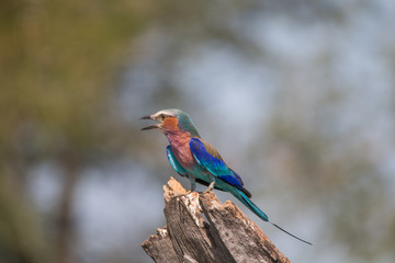 Lilac breasted roller on a branch, Chobe riverfront, Namibia