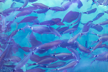 Naklejka premium Fish in the blue water of the sea as a background