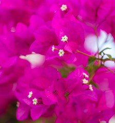 Beautiful pink flowers in nature