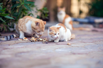 Homeless cats eat on the street. Animal protection concept