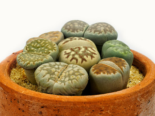 close up group of Lithops