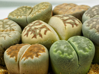 close up group of Lithops
