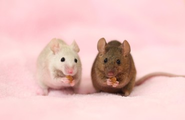 仲良く一緒に食事してる2匹のハツカネズミとピンク色の背景