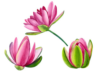 Fototapeta premium set of beautiful pink lotuses, watercolor flowers on white background, hand drawing, botanical illustration