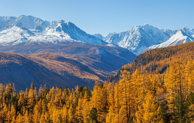 Autumn view, sunny day.  Nature of Siberia, wild place. Mountain taiga, snow-capped peaks.