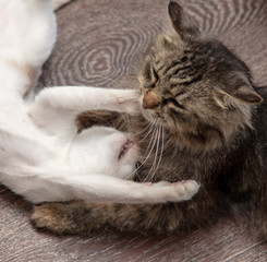 Two cats are playing and fighting