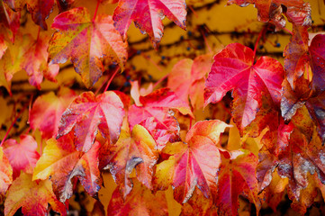 Old branches of wild grapes plaited the wall. Natural background of red leaves.