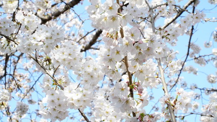 桜