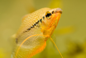 Closeup of Pearl gourami Trichopodus leerii freshwater aquarium fish in fish tank. Aquaria concept