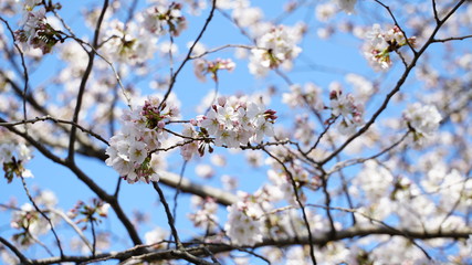 桜