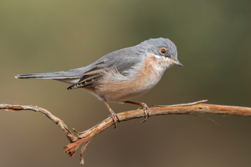 Male of subalpine warbler. Sylvia Cantillans, on her hanger