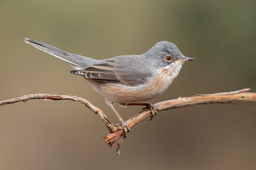 Obraz premium Male of subalpine warbler. Sylvia Cantillans, on her hanger