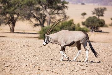 Oryx antelope walking through a barren steppe, Namib Naukluft Park, Namibia, Africa