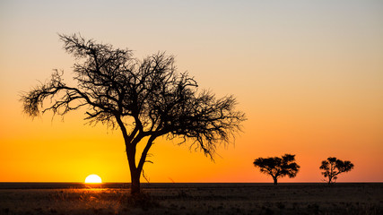 Fototapeta na wymiar Panorama of an african sunrise with acacia and clear sky, Namib Naukluft Park, Namibia