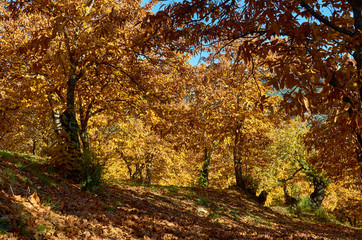 chestnut forest also called the copper forest