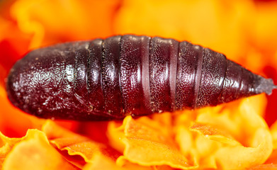 Butterfly pupa on an orange flower
