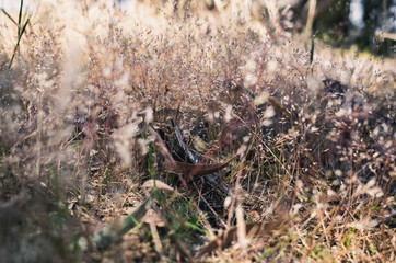 Wild grass