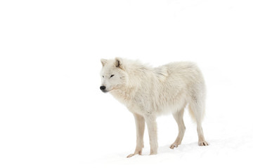 Naklejka na ściany i meble Arctic wolf isolated on white background walking in the winter snow in Canada