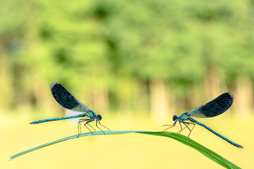 macro di due calopteryx splendens, libellule macro fotografia damigelle